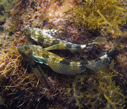 Image of Western Jumping Blenny