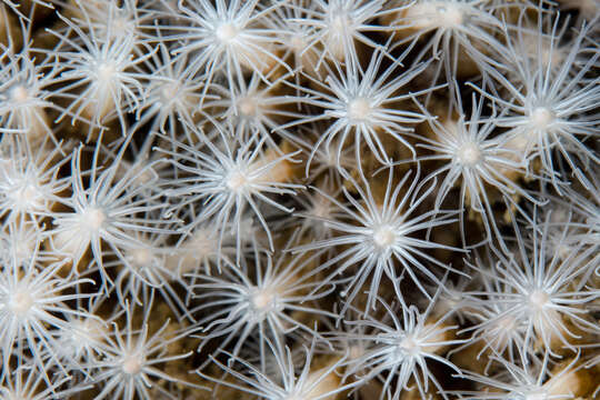 Image of lined sea anemone