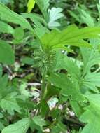 Image of Brown's waterleaf