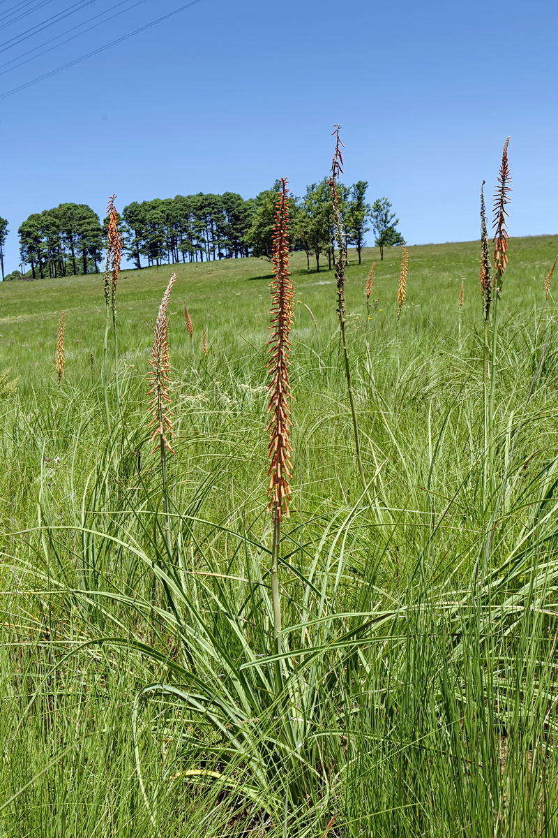 Image of Kniphofia laxiflora Kunth