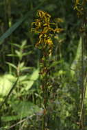 Image de Ligularia sibirica subsp. lydiae (Minderova) N. N. Tzvel.