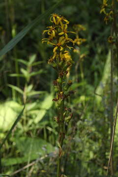 Image of Ligularia sibirica subsp. lydiae (Minderova) N. N. Tzvel.