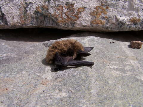 Image of Long-eared Myotis