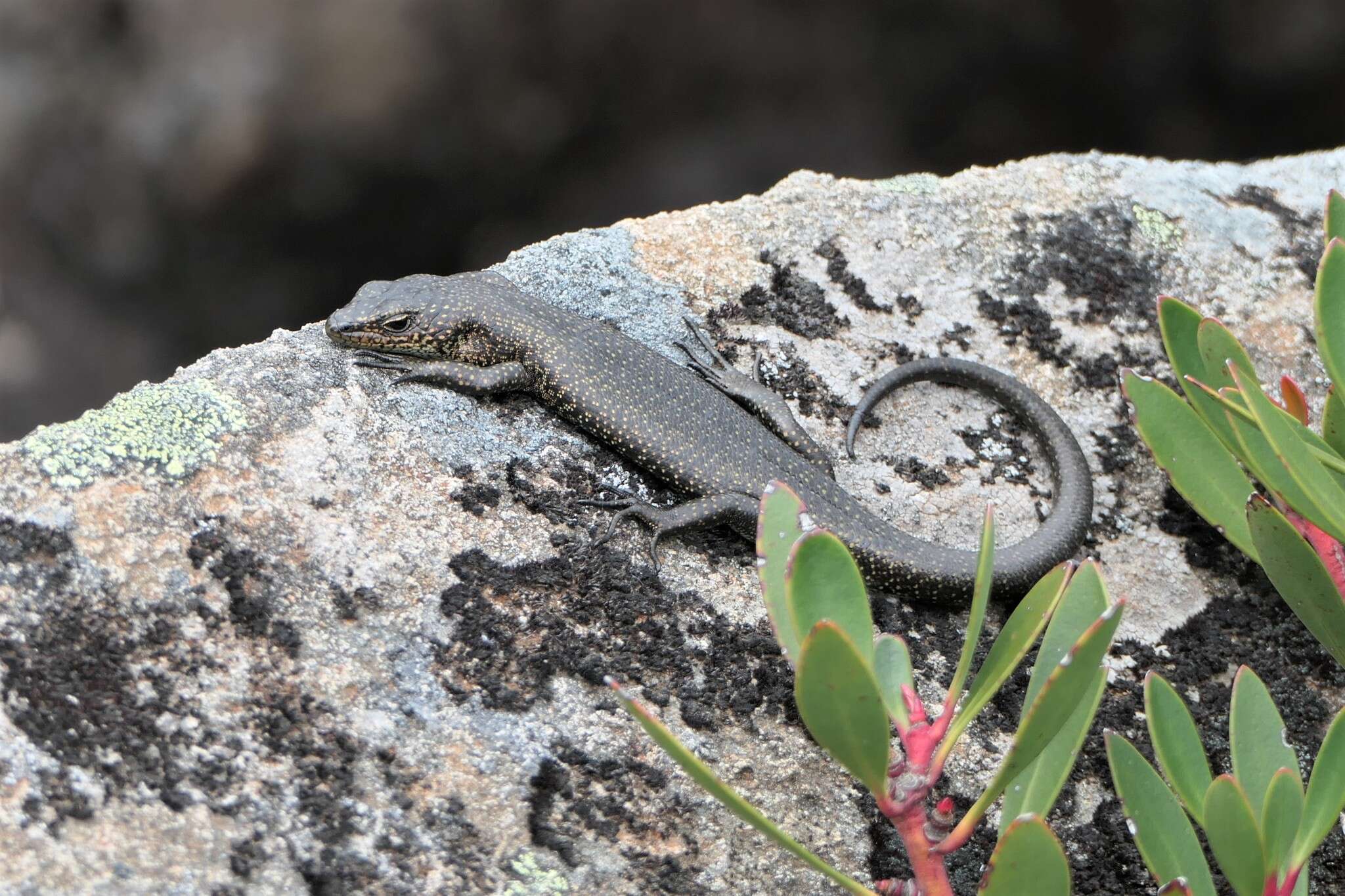 Image of Alpine Cool-skink