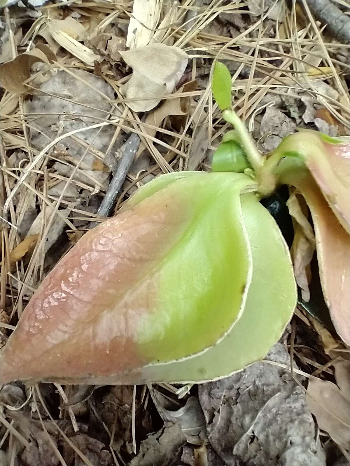 Exobasidium camelliae Shirai 1896 resmi