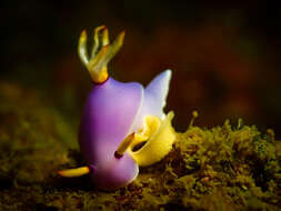 Image of Hypselodoris melanesica Gosliner & R. F. Johnson 2018