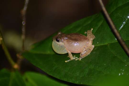 Image de Pseudophilautus wynaadensis (Jerdon 1853)