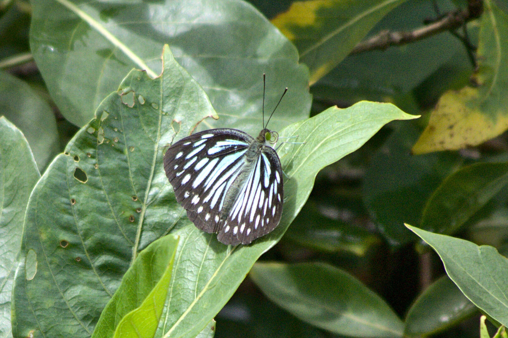 Image of Pareronia ceylanica (Felder & Felder (1865))