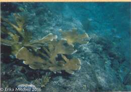 Image of Elkhorn Coral