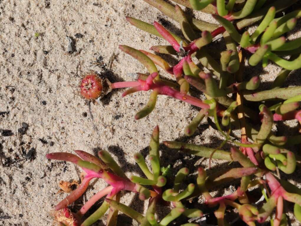 Image of Jordaaniella maritima (L. Bol.) van Jaarsv.