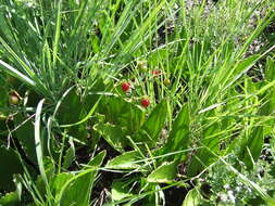 Plancia ëd Cyphostemma humile subsp. dolichopus (C. A. Sm.) Wild & Drum.