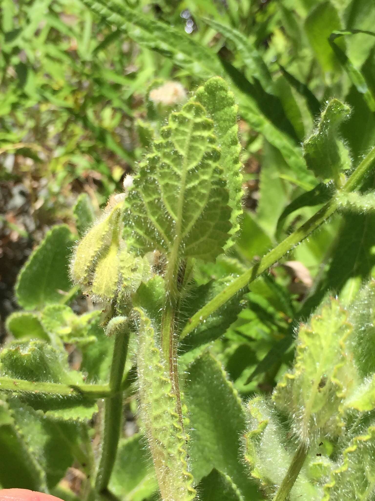 Imagem de Stachys pycnantha Benth.