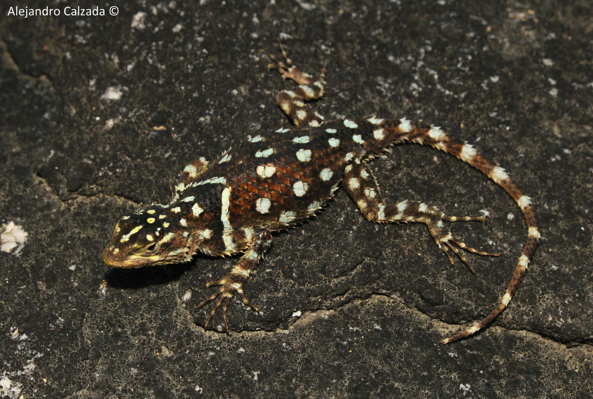 Image of MacDougall's Spiny Lizard