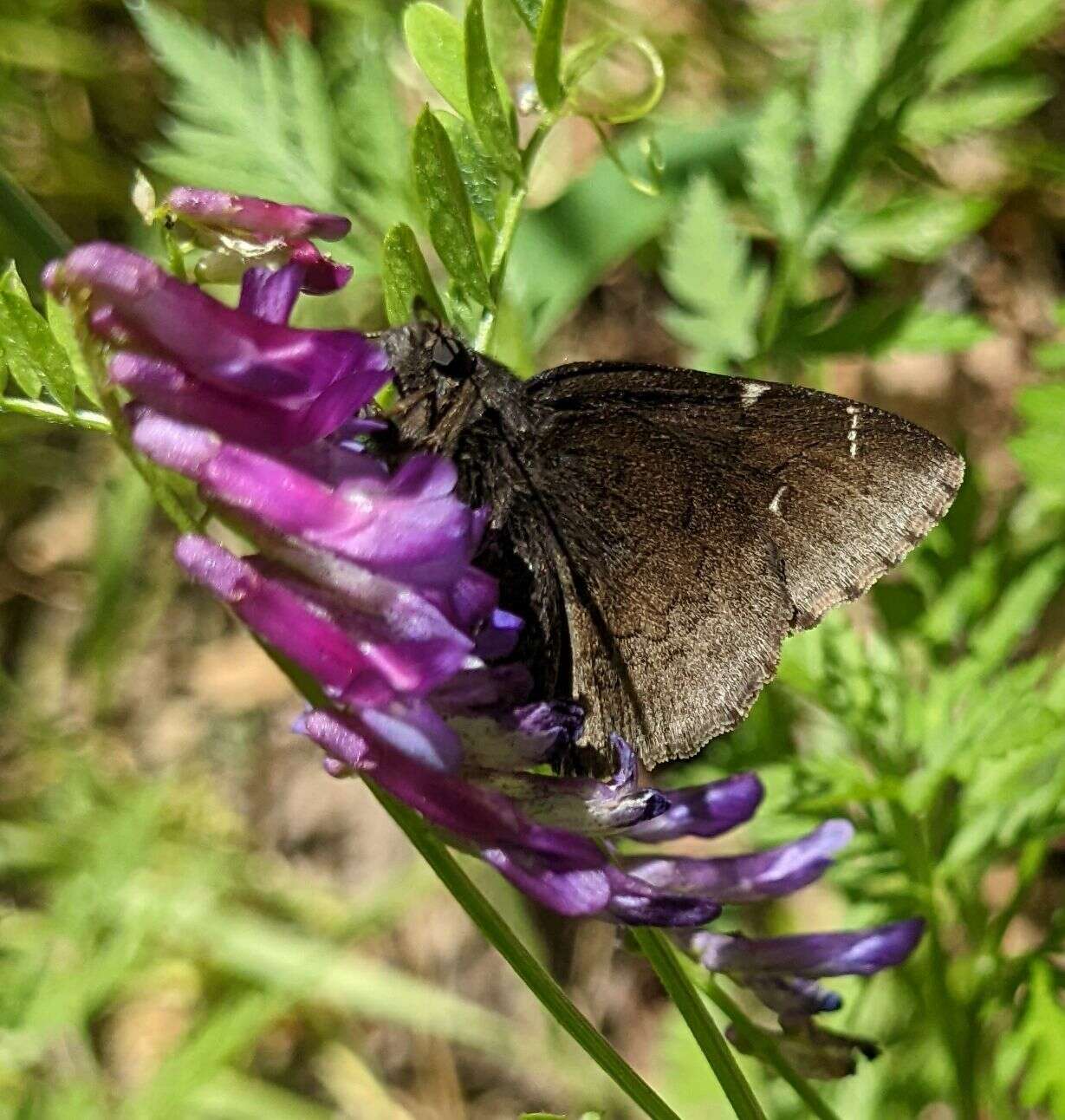 Image of Thorybes pylades indistinctus Austin & J. Emmel (1998)