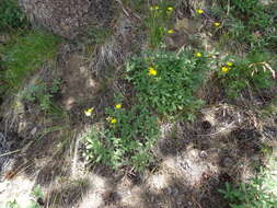 Image of slender cinquefoil