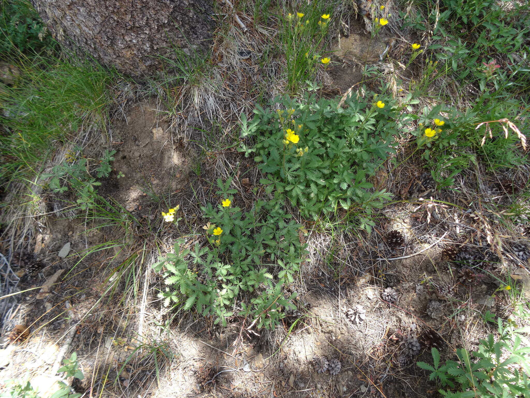 Image of slender cinquefoil