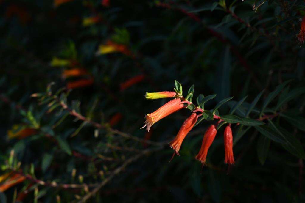 Image of Cigarette bush