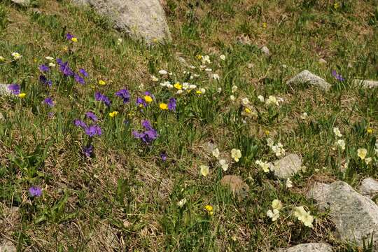 Image of Viola altaica Ker-Gawl.