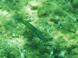 Image of Ornate Wrasse