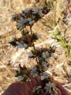 Image of soft western rosinweed