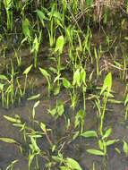 Sagittaria latifolia Willd. resmi