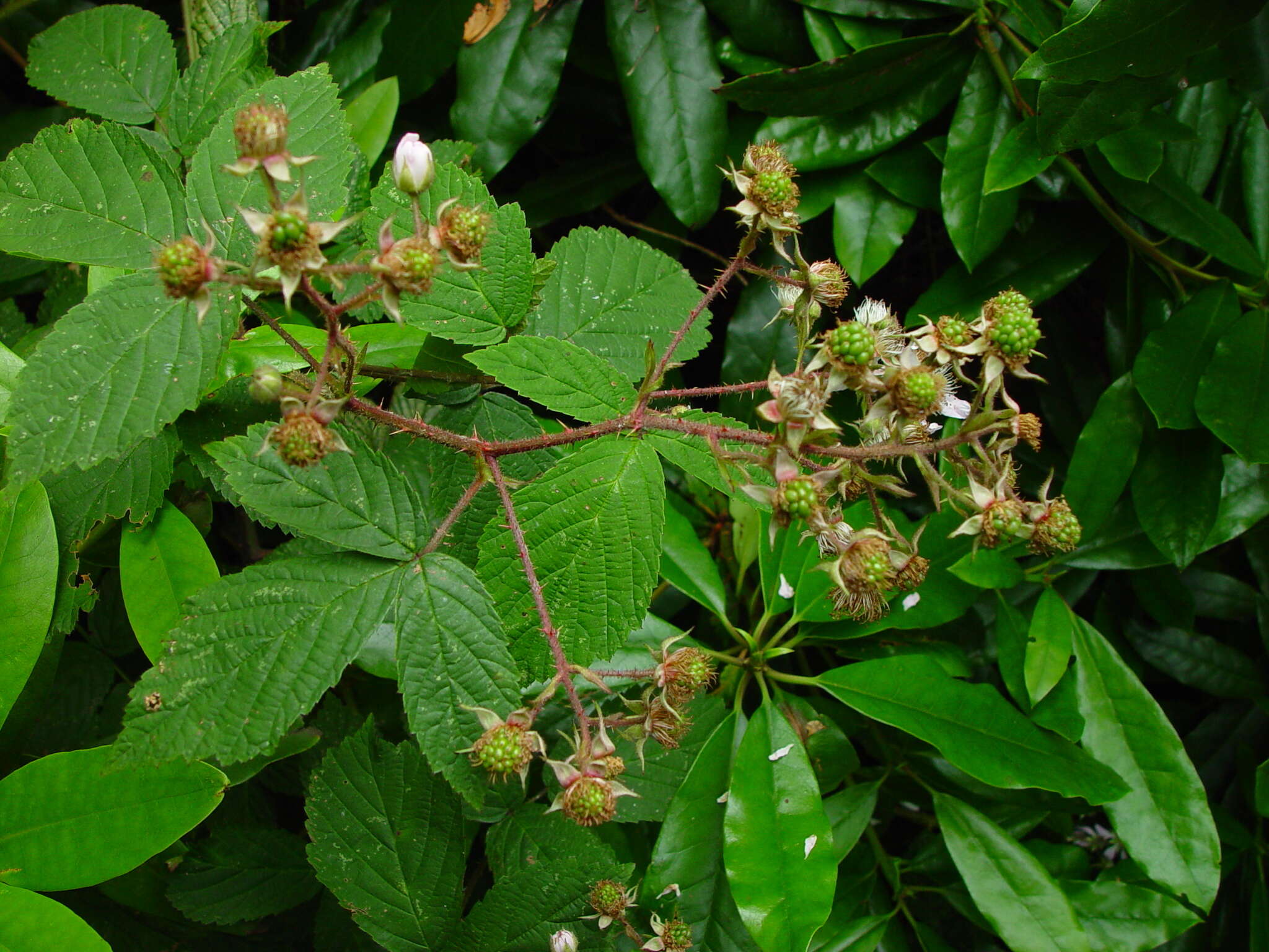 Image of Rubus hylocharis W. C. R. Watson