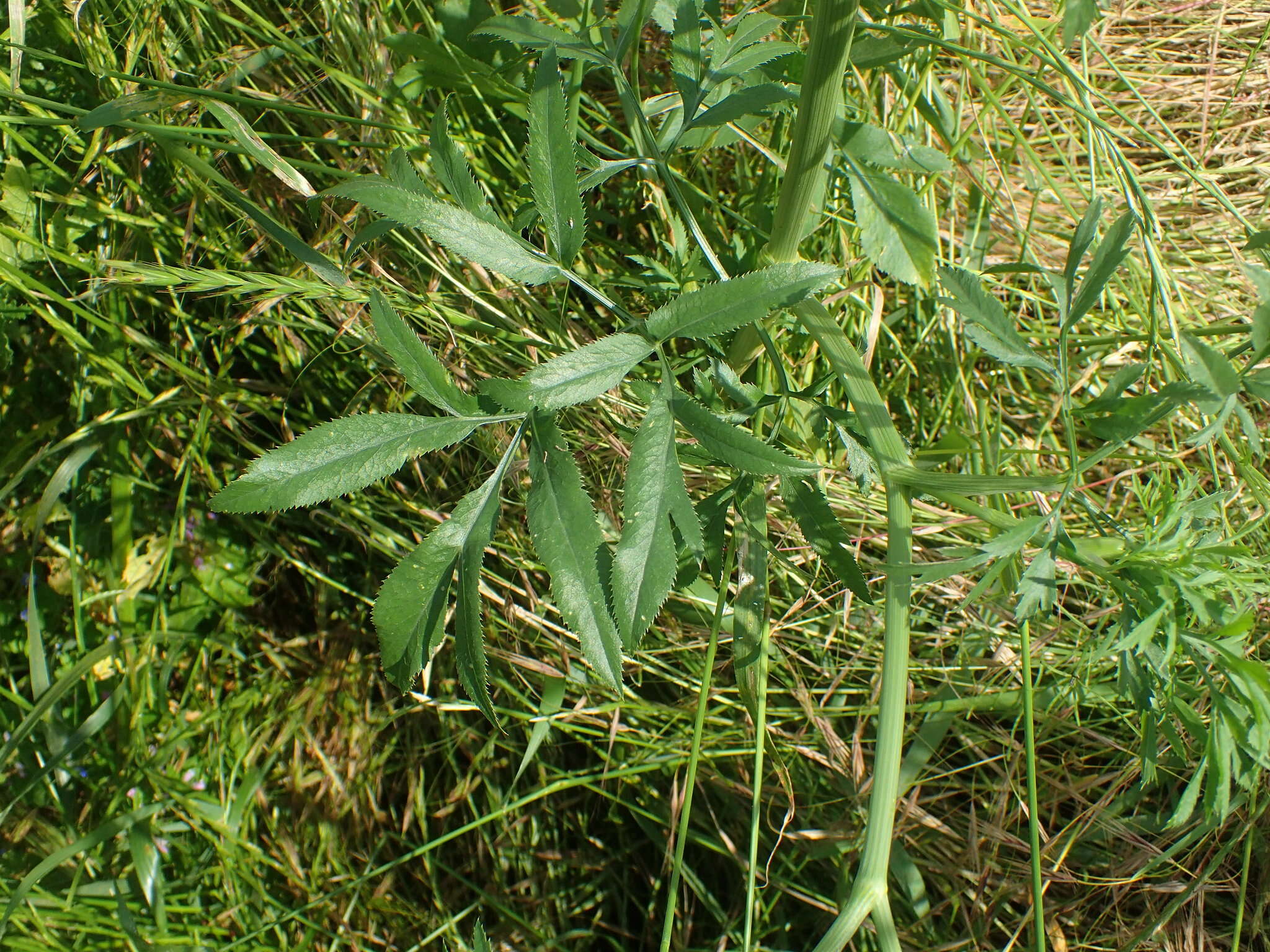 Image of Ammi majus L.