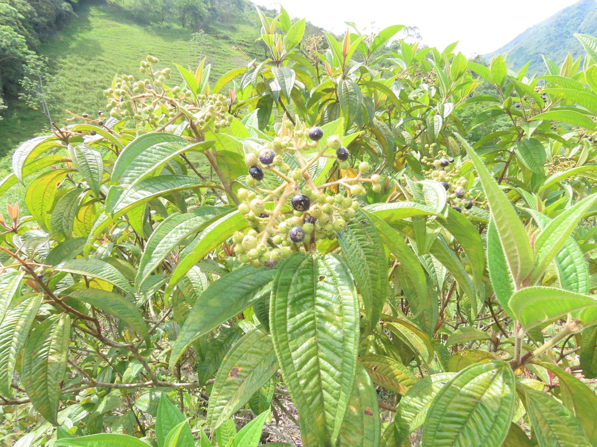 Image of Miconia ibaguensis (Bonpl.) Triana