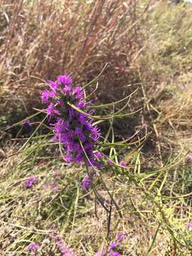 Image of cusp blazing star