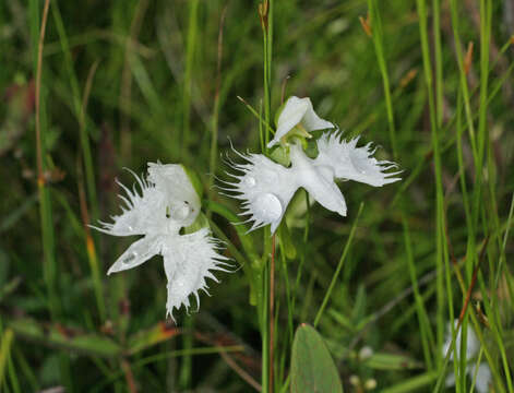 Image of Fringed orchid