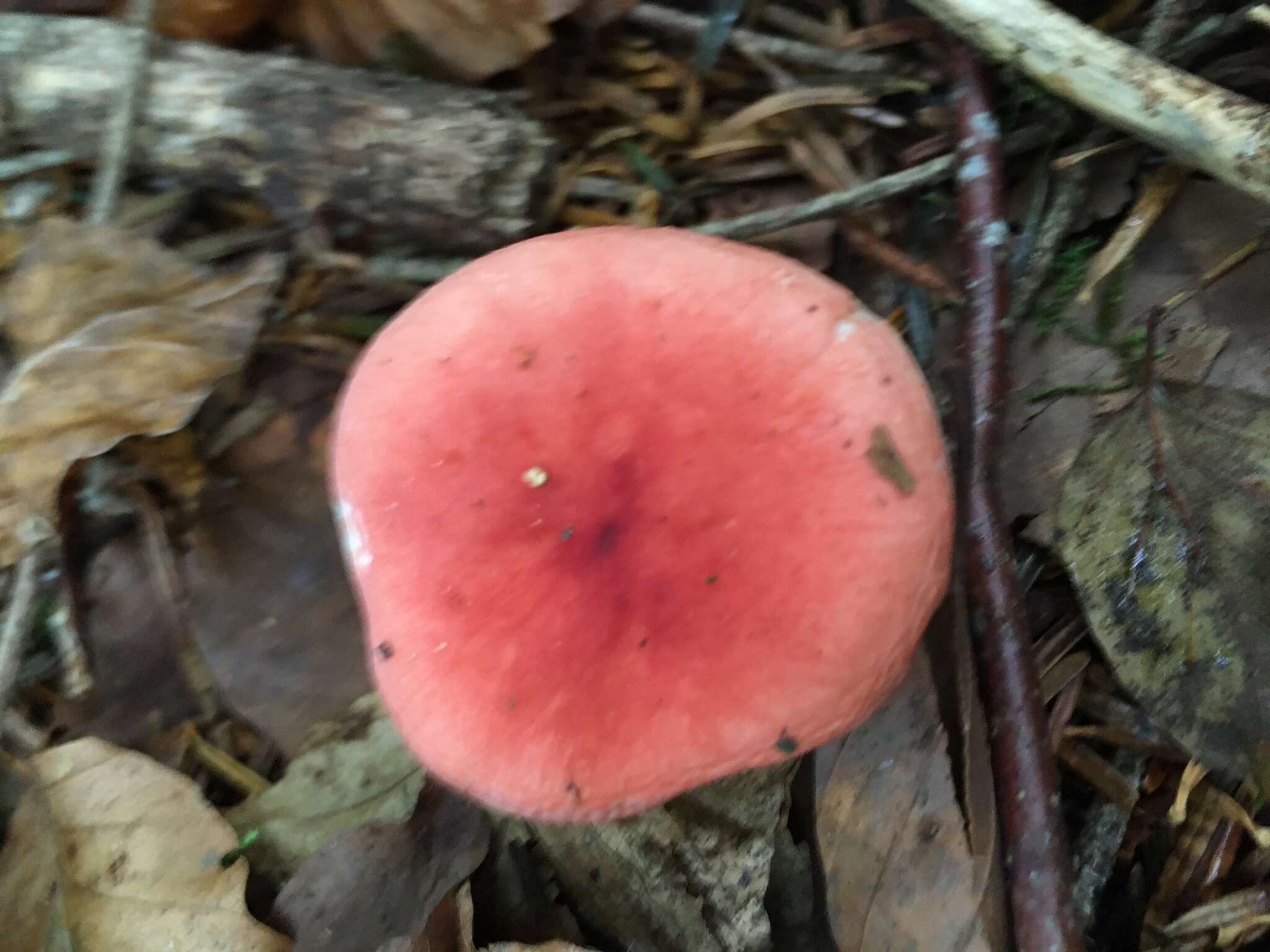 Image of Russula nobilis Velen. 1920