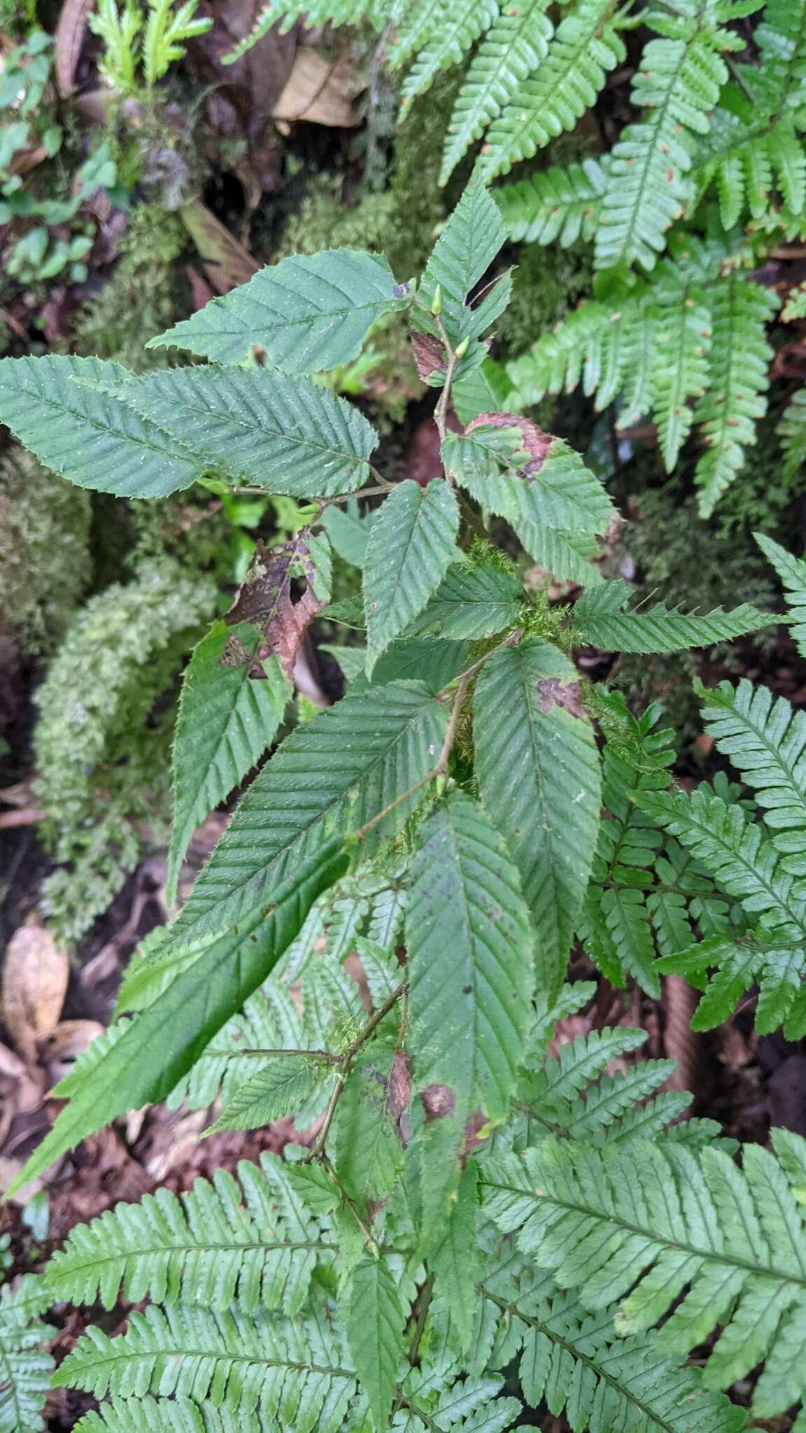 Image of Carpinus rankanensis Hayata