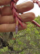 Image of Tillandsia tehuacana I. Ramírez & Carnevali