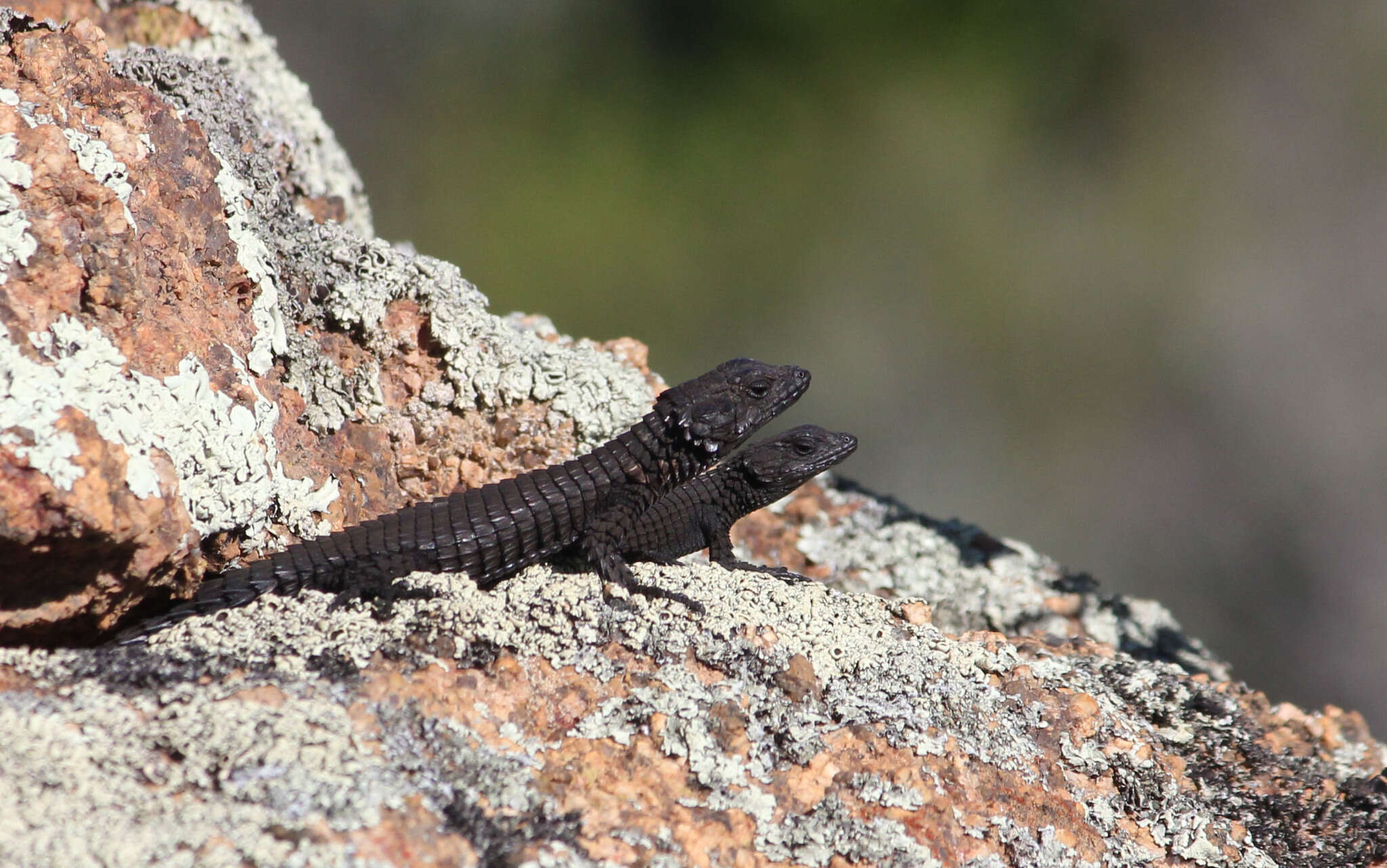 Image of Peers’ Girdled Lizard