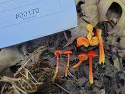 Image of Hygrocybe minutula (Peck) Murrill 1916