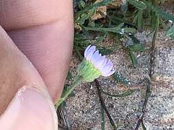 Image of Zion fleabane