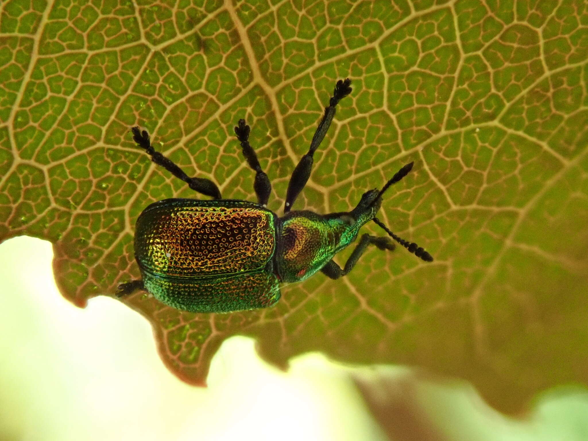 Image of poplar leaf-rolling weevil