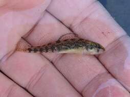 Image of Mud Darter