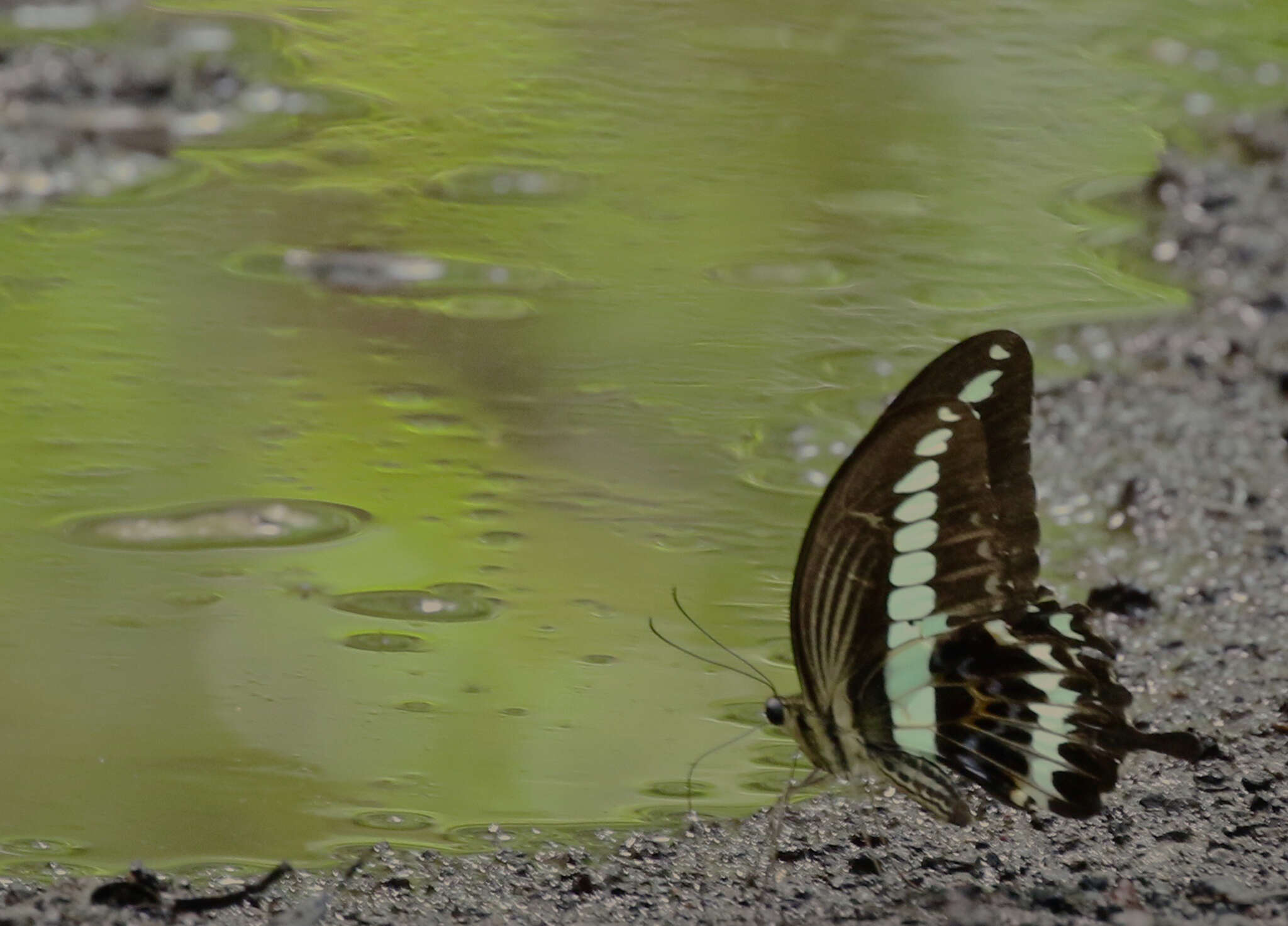 Sivun Papilio gigon Felder & Felder 1864 kuva