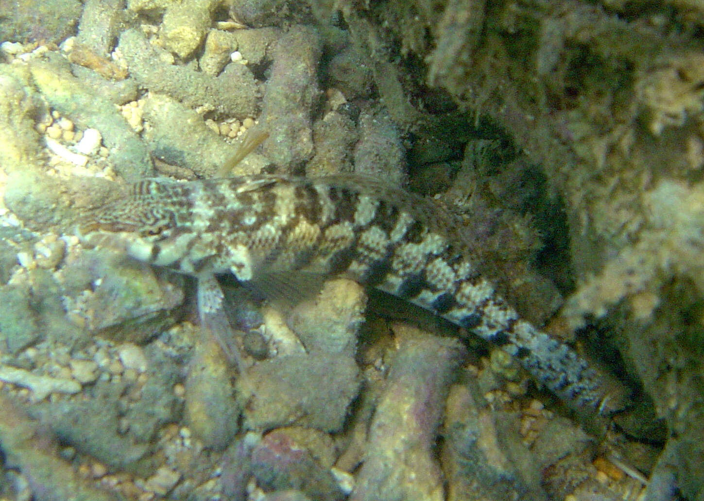 Image of Nosestripe grubfish