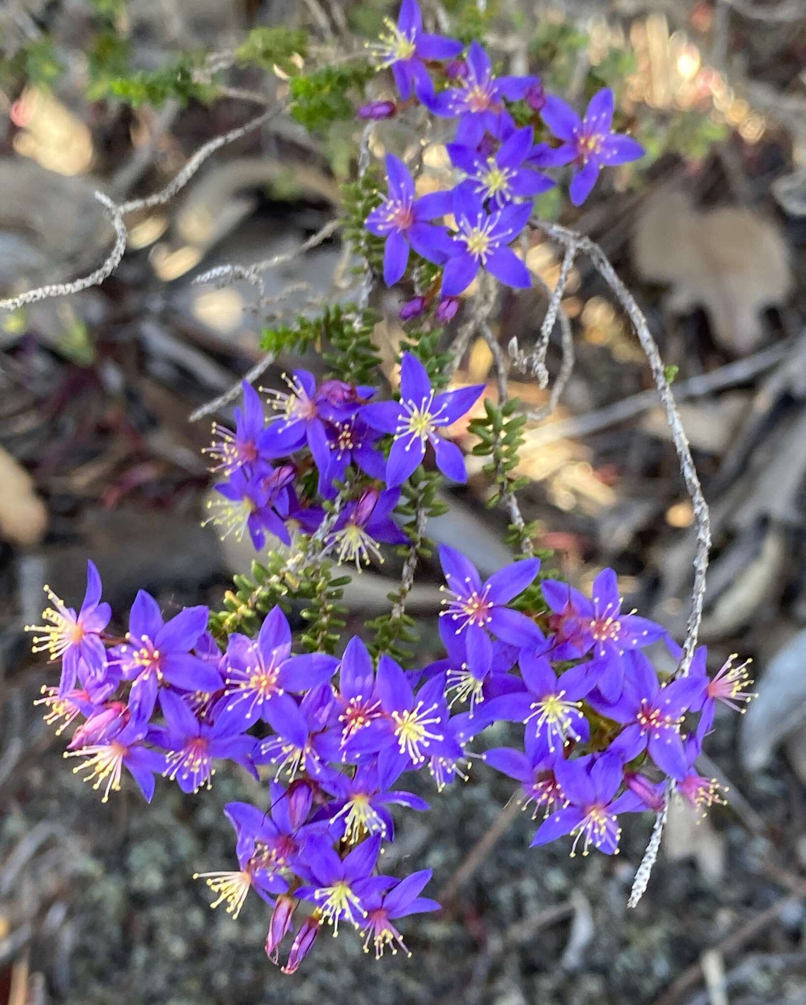 Image de Calytrix leschenaultii (Schauer) Benth.