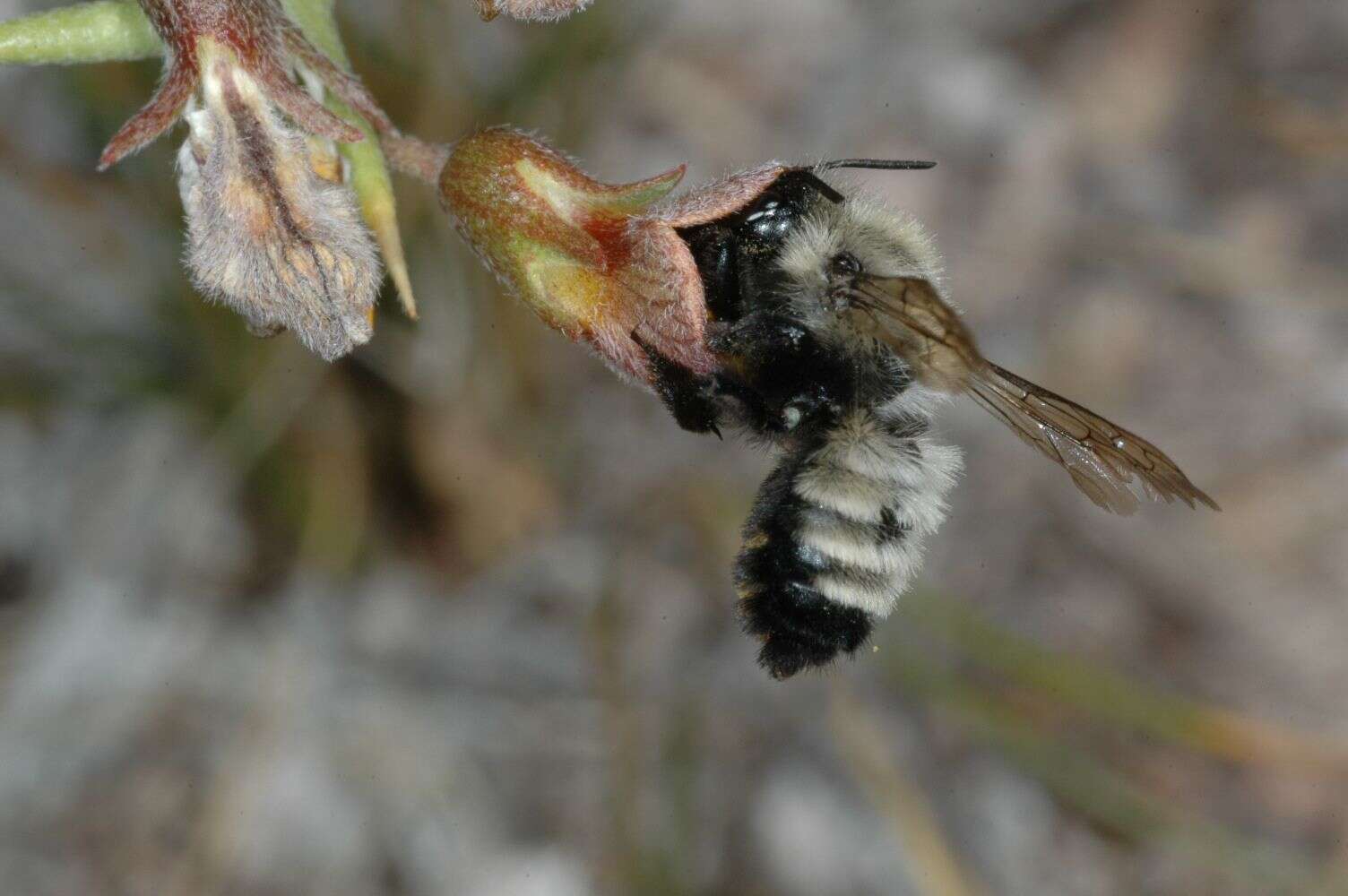 Image of Megachile saulcyi Guérin-Méneville 1845