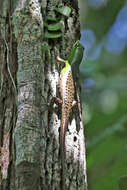 Image of Emerald Skink