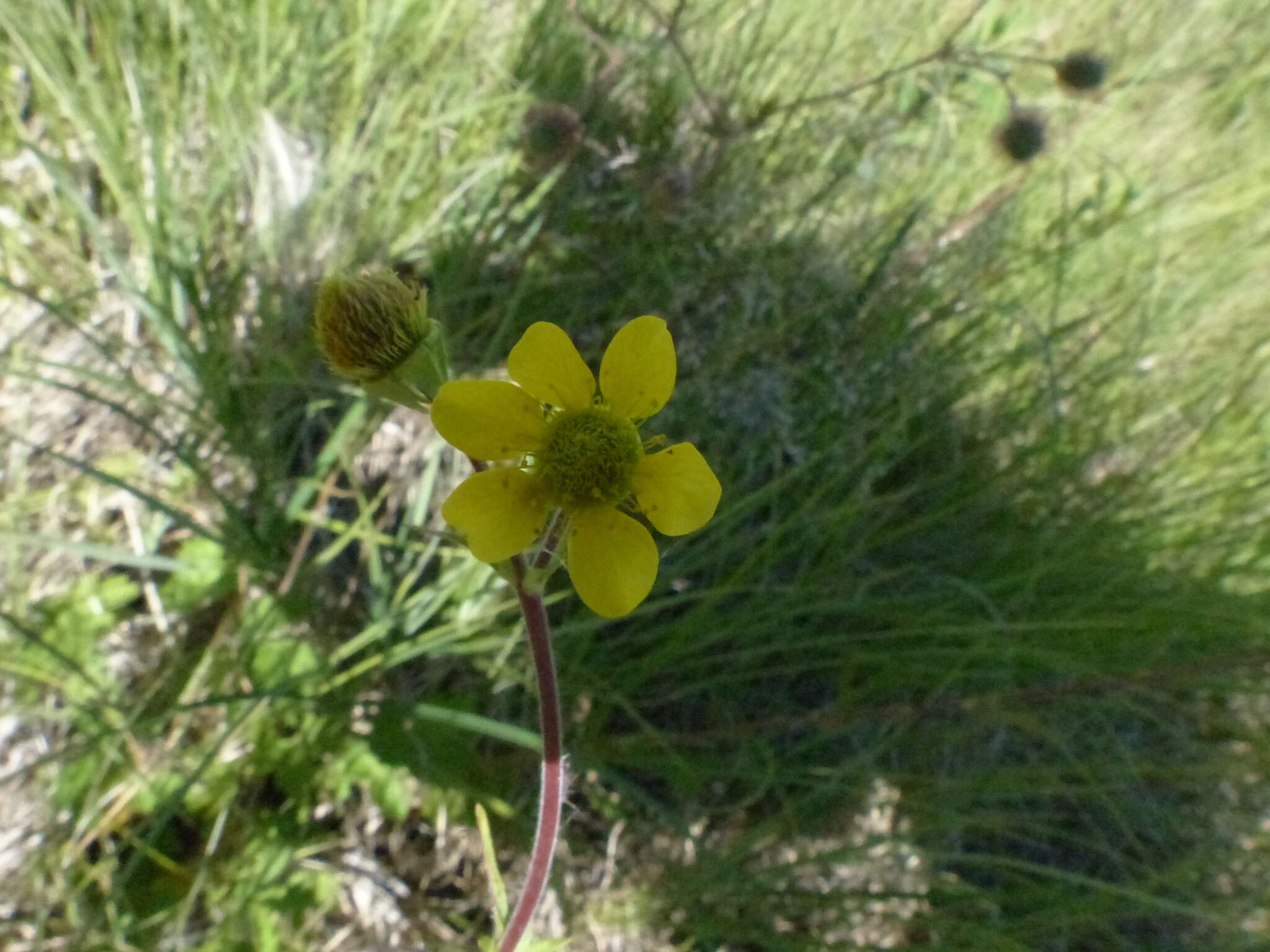 Imagem de Geum macrophyllum var. perincisum (Rydb.) Raup