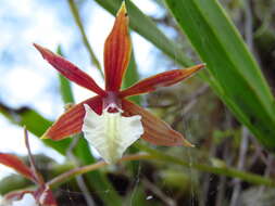 Image of Prosthechea hastata (Lindl.) W. E. Higgins