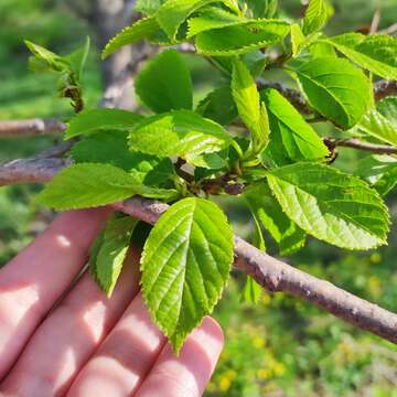 Image of Japanese alder