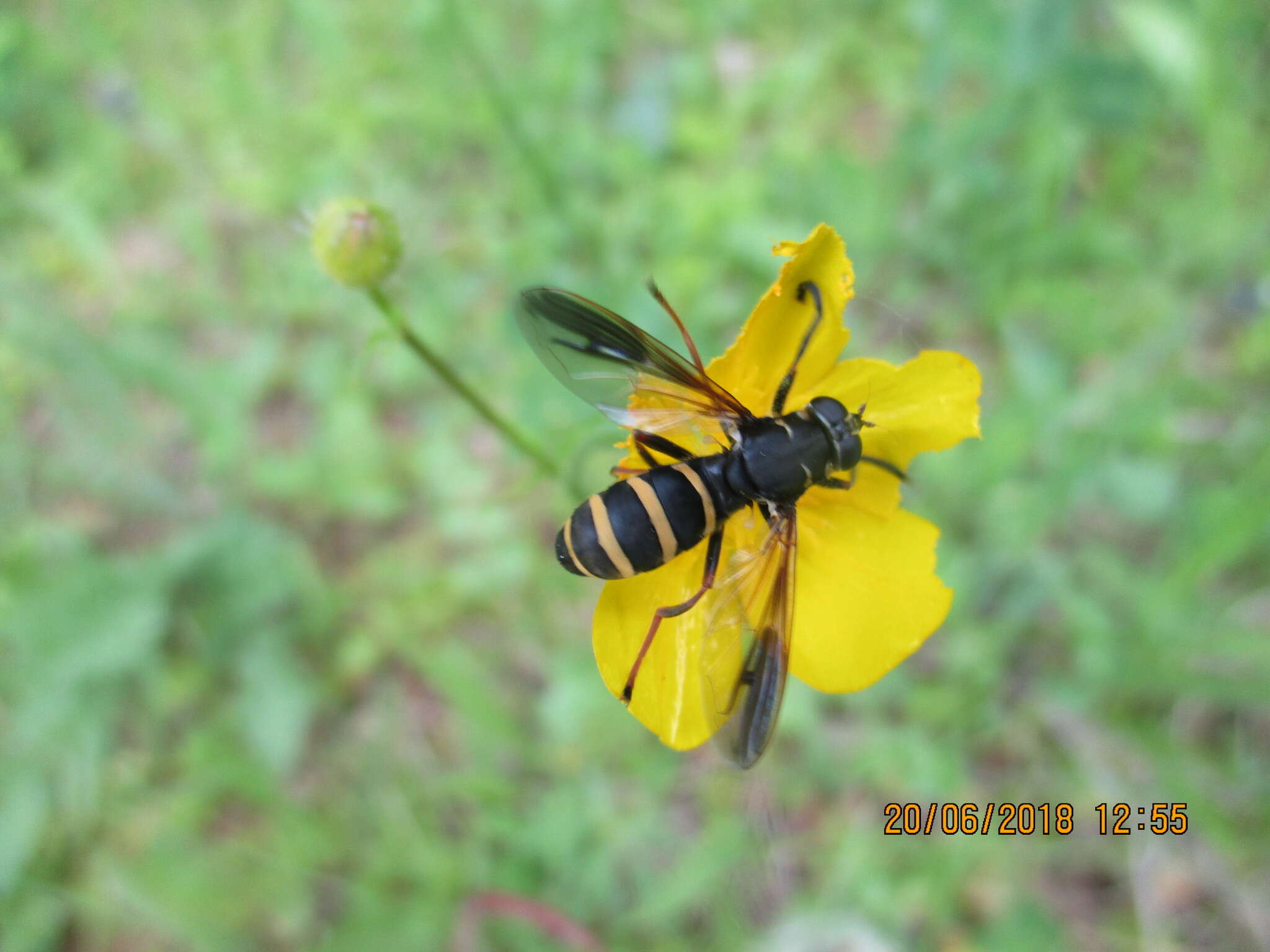 Image of Temnostoma angustistriatum Krivosheina 2002