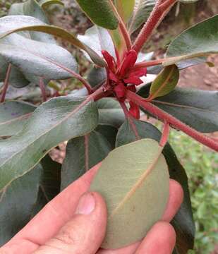 Image of Arbutus bicolor S. González, M. González & P. D. Sørensen