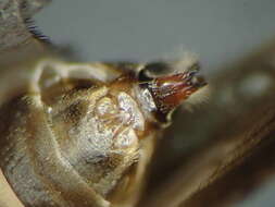 صورة Limnephilus sparsus Curtis 1834