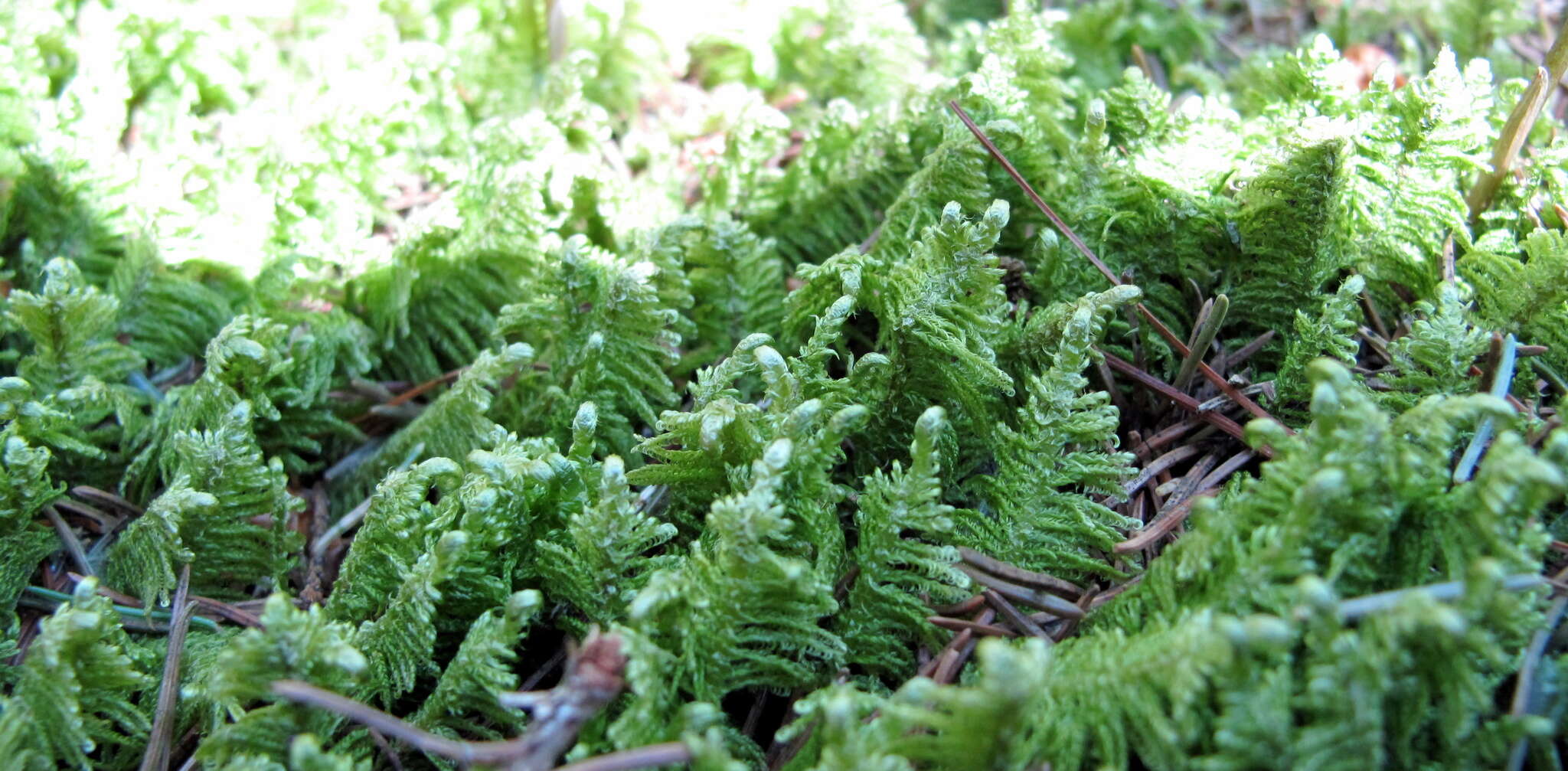 Image of ptilium moss